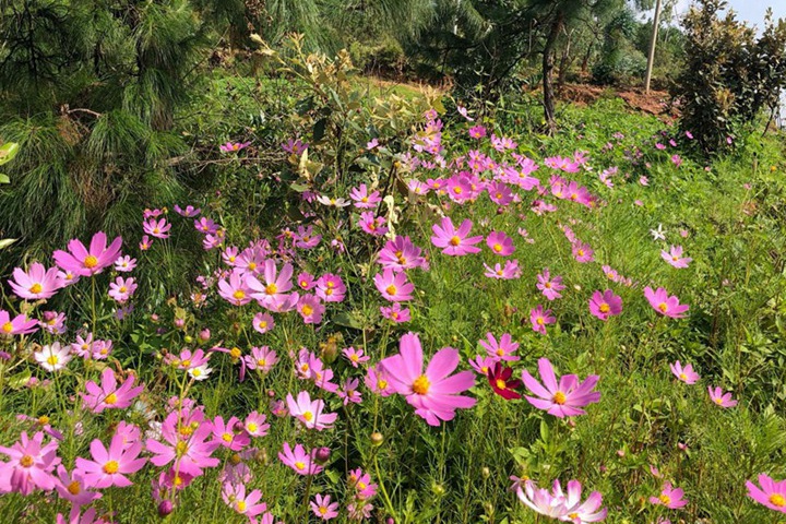 九月十月開什么常見花