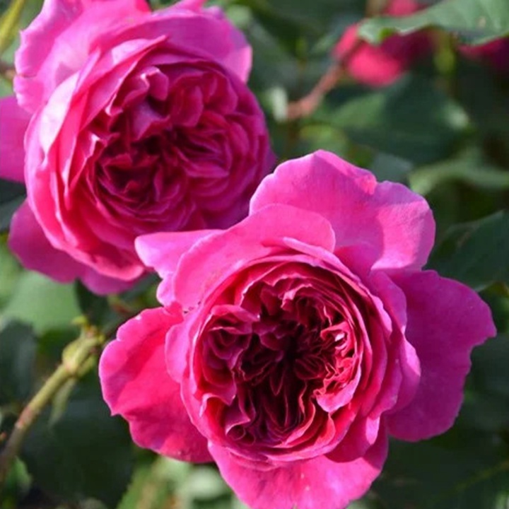 草莓 Fraises