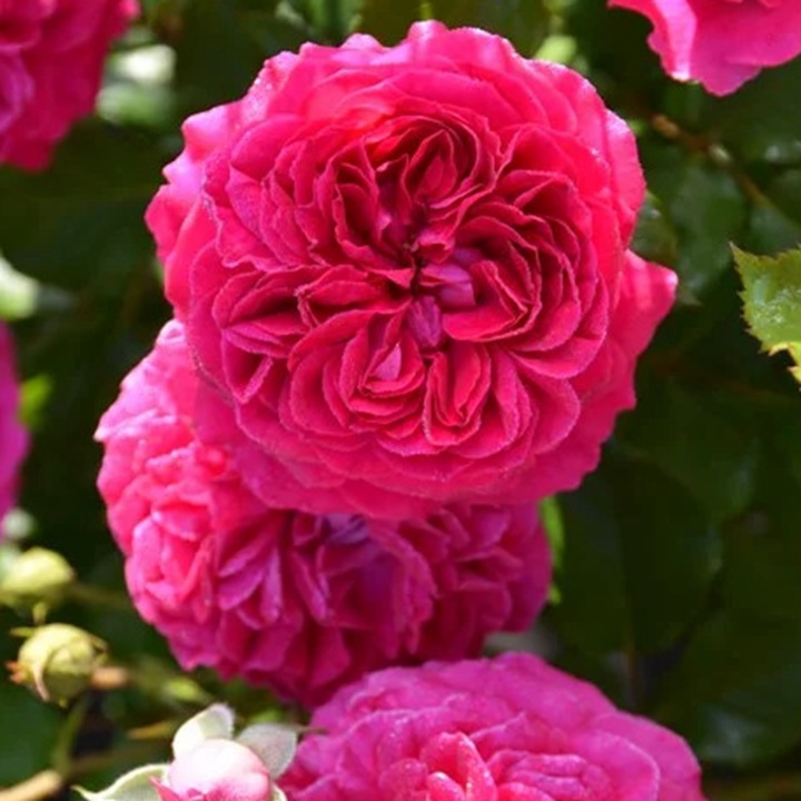 草莓 Fraises