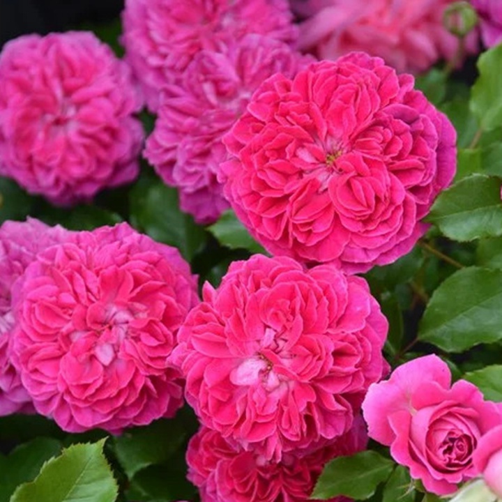 草莓 Fraises