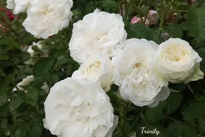三體/三位一體Trinity