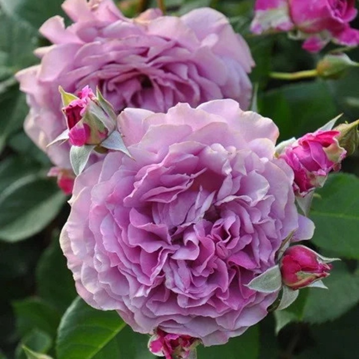 夢紫Purple Dream