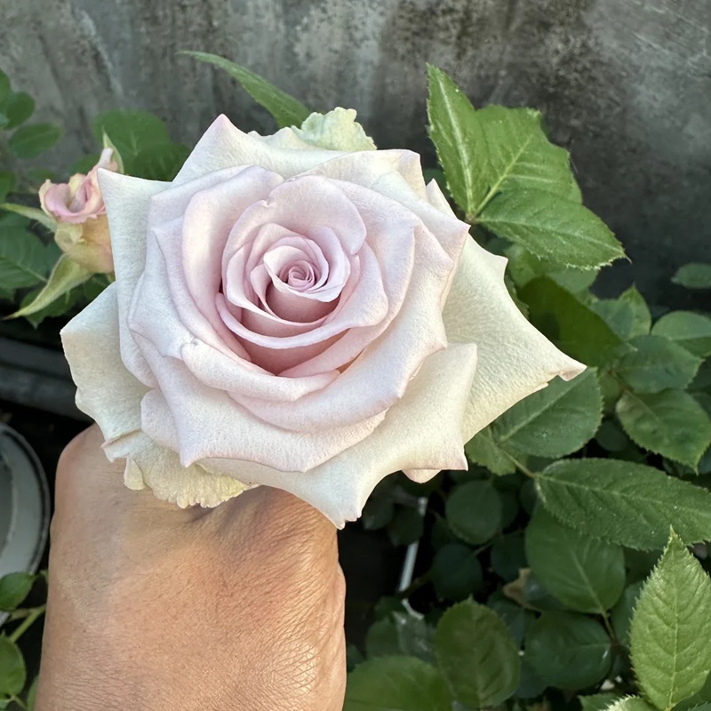 旋風(fēng) Pronto