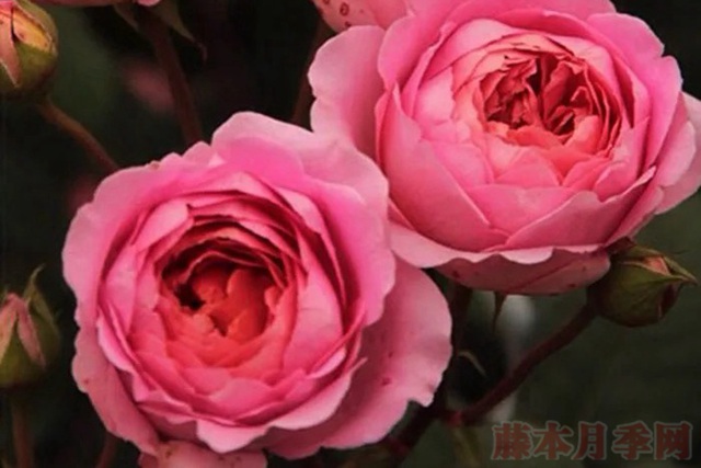桃灼藍(lán)天和香奈兒月季的區(qū)別