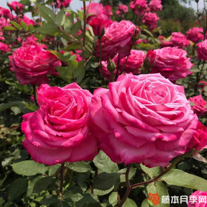 桃灼藍(lán)天月季大花多季開,值得入手嗎