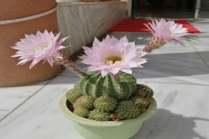 仙人球開(kāi)花是什么兆頭,有什么寓意