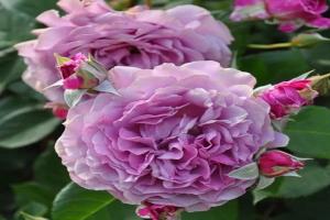夢紫Purple Dream