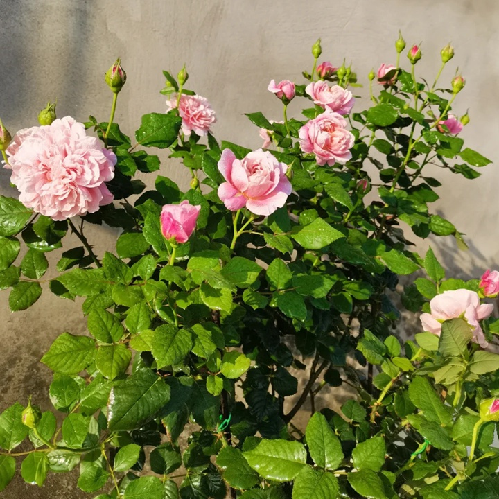 圖雅斯酒莊 La Terrasse