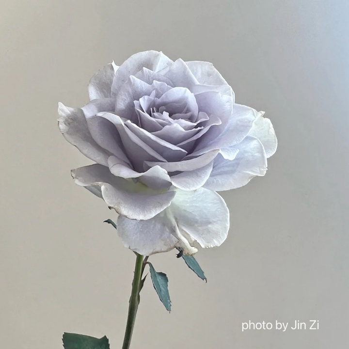 藍(lán)色引力 Blue gravity