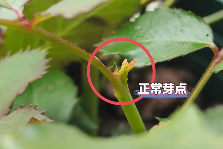月季盲芽點(diǎn)和正常芽點(diǎn)區(qū)別