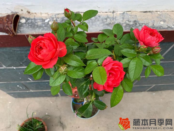 月季小苗當年能開花嗎