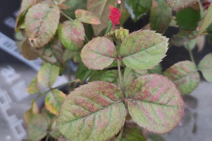 月季葉子變紅的原因