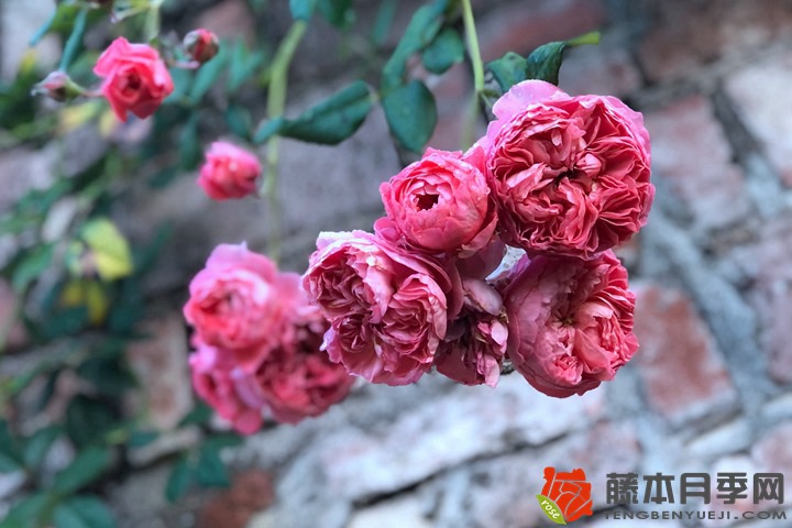 怎樣判斷月季該澆水了