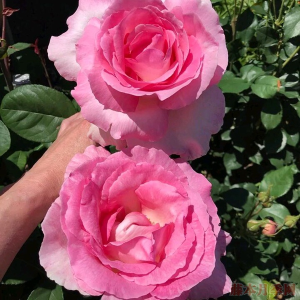 月季最大的花直徑多少