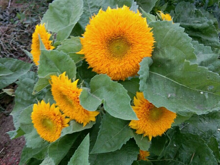 七月開花的草花有哪些