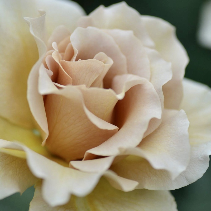 折扇月季的花色介紹，如何養(yǎng)護(hù)