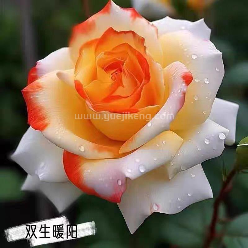 侮辱智商的月季品種