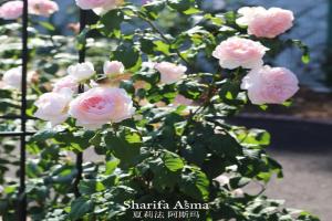 夏莉法阿斯瑪 Sharifa Asma