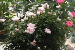 月季金平糖和姬乙女有什么區(qū)別