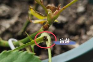 月季長出新芽全是盲芽怎么辦