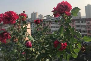 真彩230月季的抗病能力、耐曬能力怎么樣