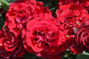 致敬芭芭拉月季的優(yōu)點(diǎn)