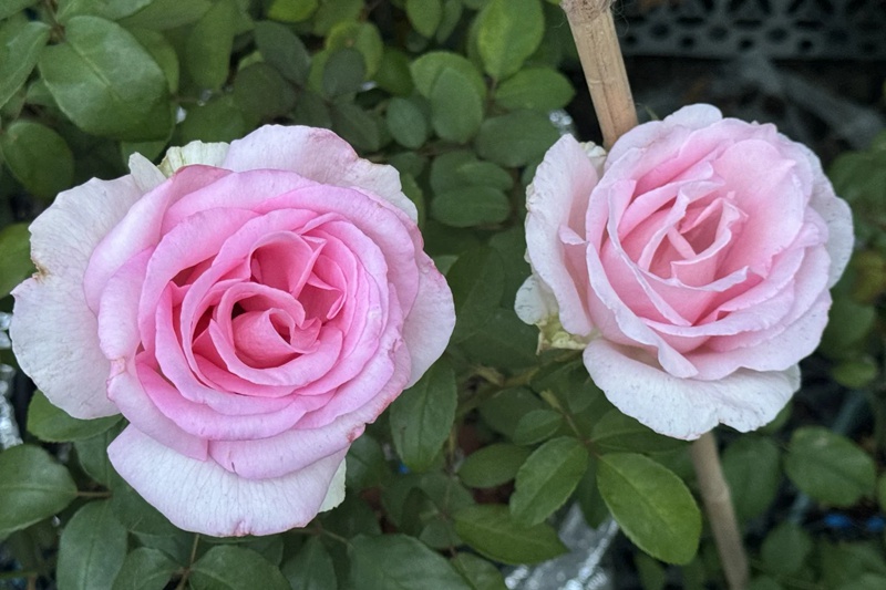 甜蜜訴說(shuō) Sweet Parole