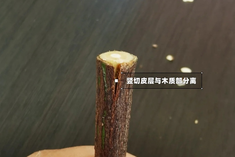 月季嫁接技術(shù)大全(多圖詳解)