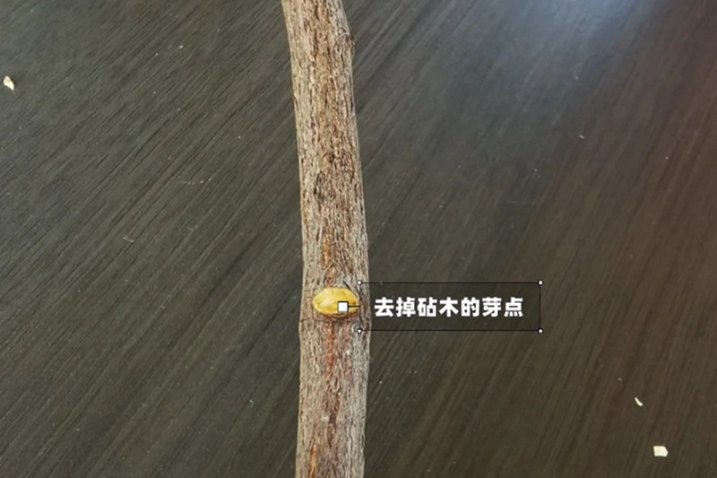 月季嫁接技術(shù)大全(多圖詳解)