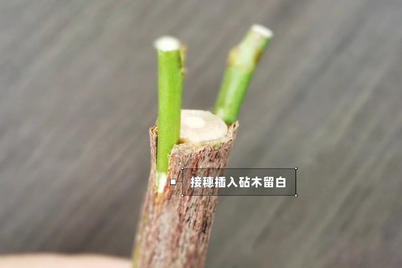 月季嫁接技術(shù)大全(多圖詳解)