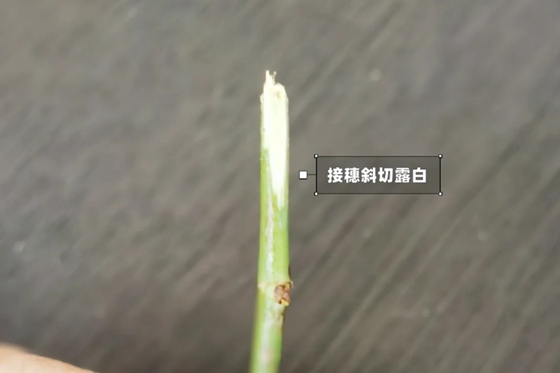 月季嫁接技術(shù)大全(多圖詳解)