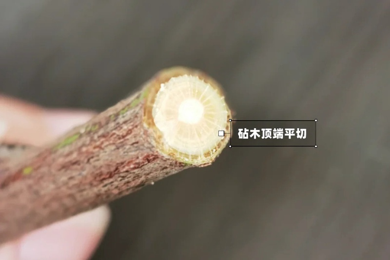 月季嫁接技術(shù)大全(多圖詳解)