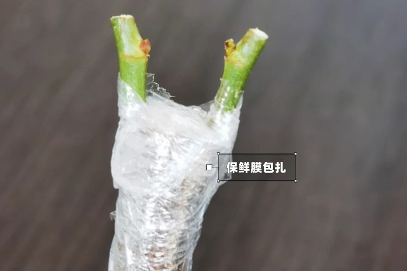 月季嫁接技術(shù)大全(多圖詳解)