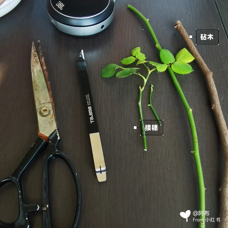 月季嫁接技術(shù)大全(多圖詳解)
