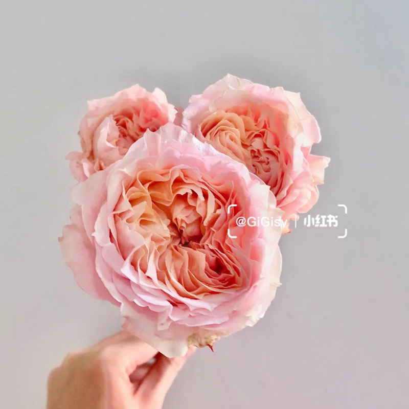 蜜桃喬治 Georgia Peacch