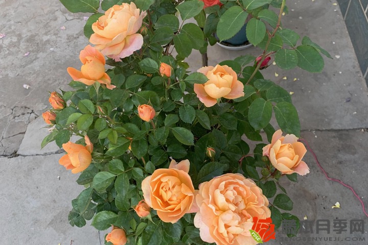 月季花怕太陽暴曬嗎