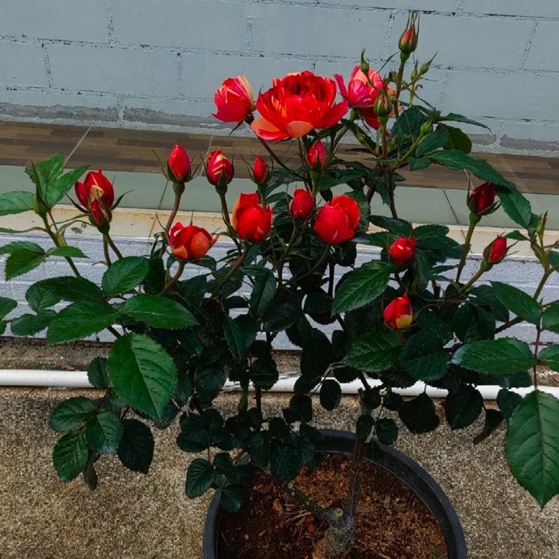 朱砂紅果汁