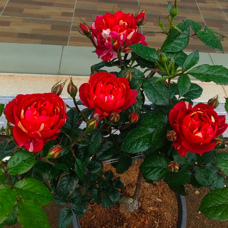 朱砂紅果汁