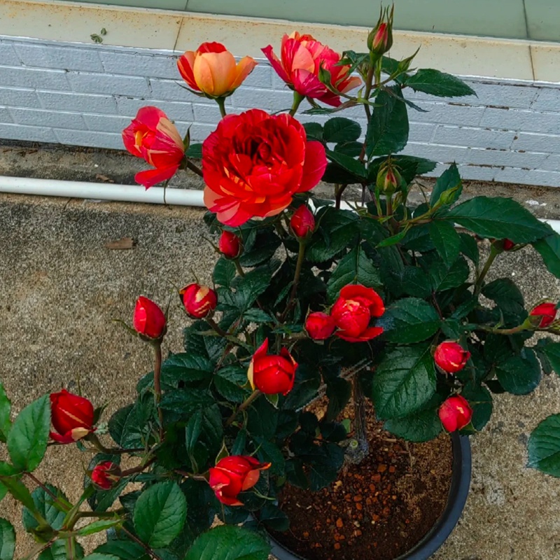 朱砂紅果汁