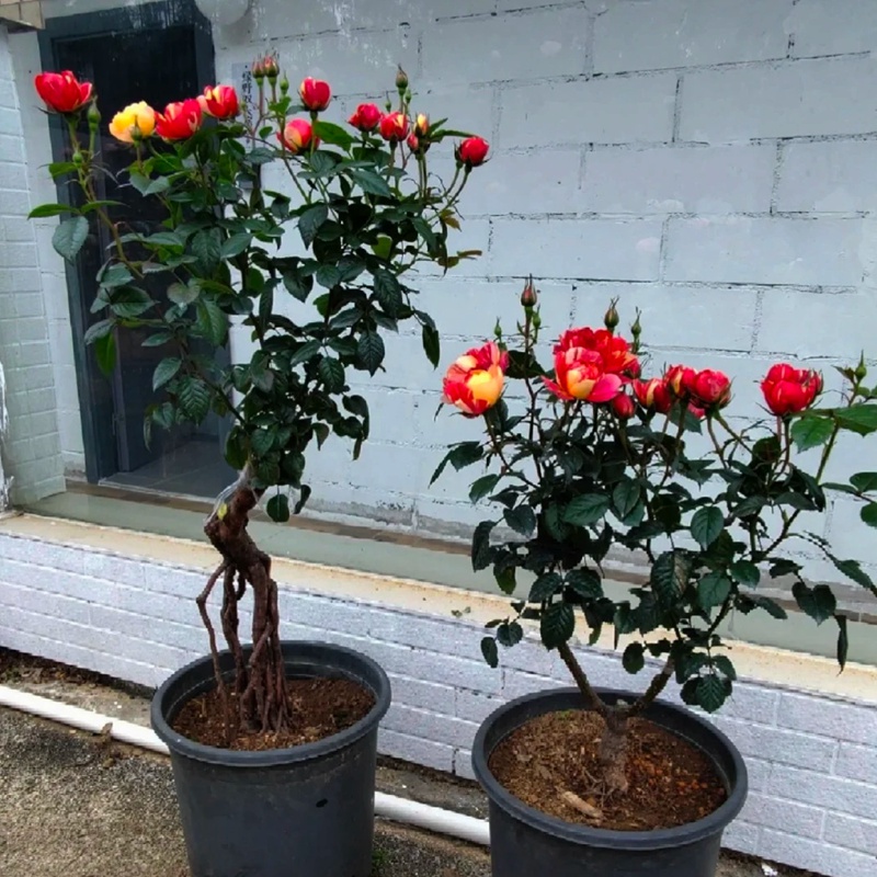 朱砂紅果汁