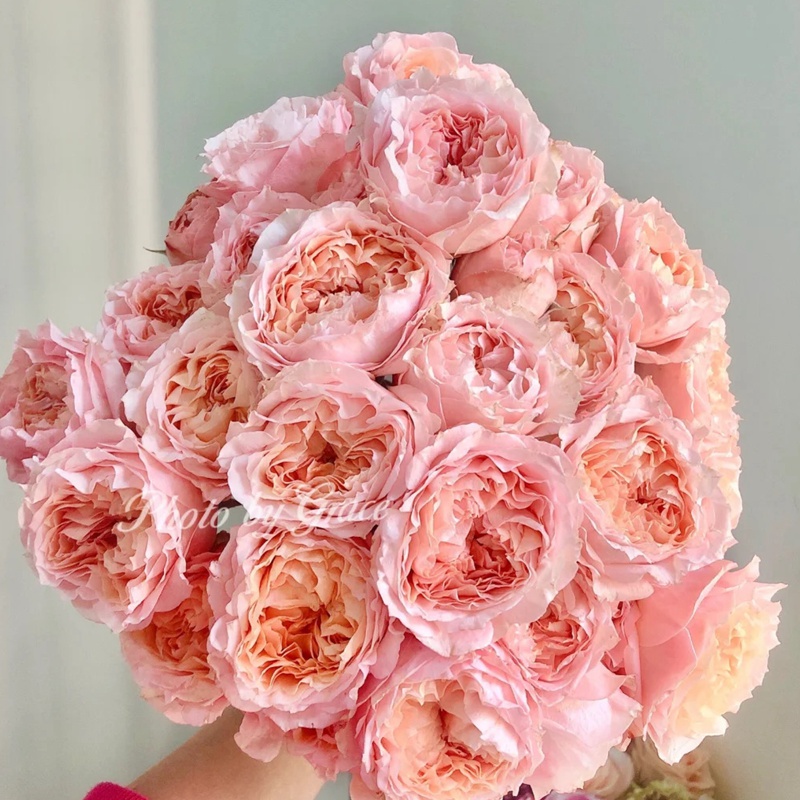 6月常見開花花卉及觀賞指南