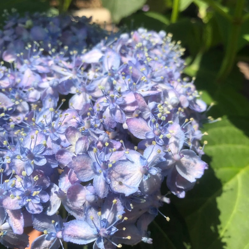 6月常見開花花卉及觀賞指南