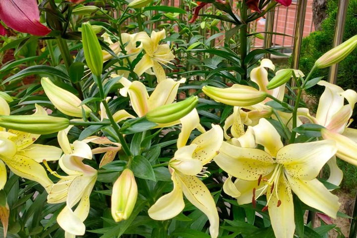 6月常見開花花卉及觀賞指南