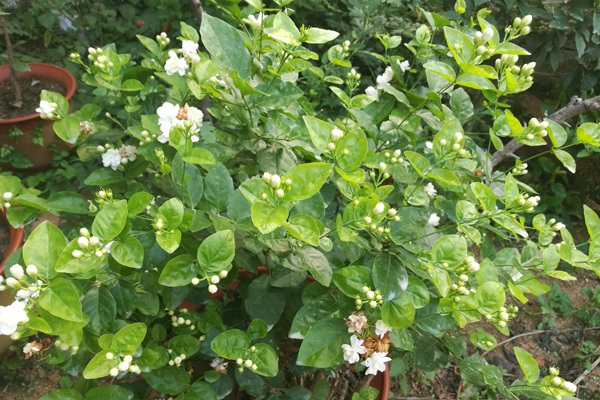 6月常見開花花卉及觀賞指南
