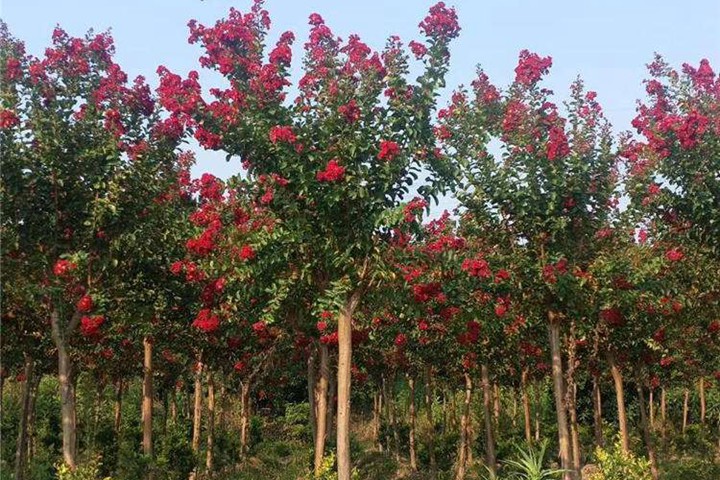 6月常見開花花卉及觀賞指南