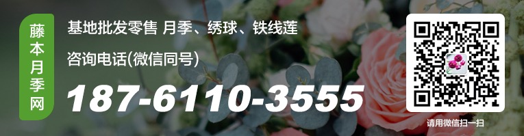 月季園的經(jīng)典藤本月季品種苗情一覽