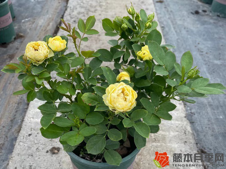 月季園的經(jīng)典藤本月季品種苗情一覽