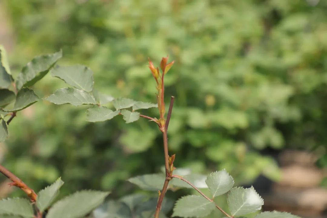 兩個方法讓月季小苗快速變大苗