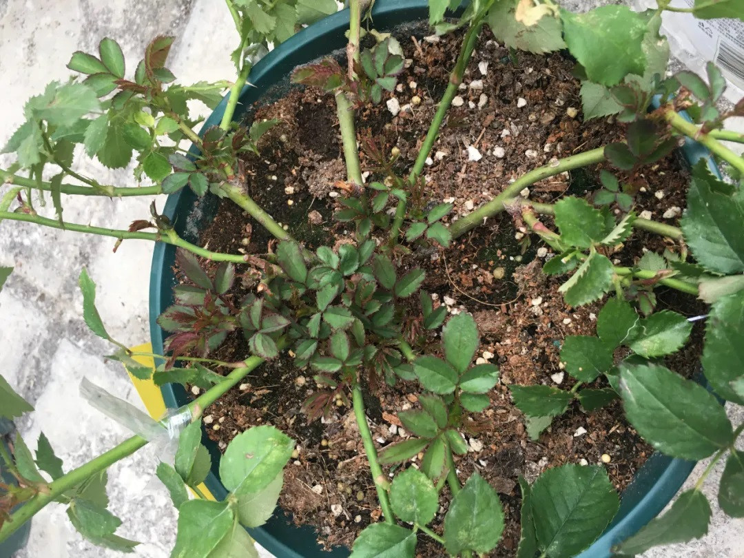 兩個方法讓月季小苗快速變大苗