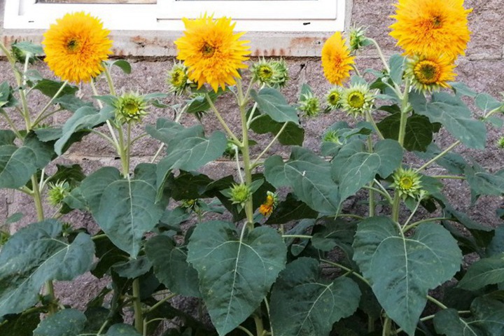 一個(gè)花盆里可以種多少泰迪熊向日葵種子